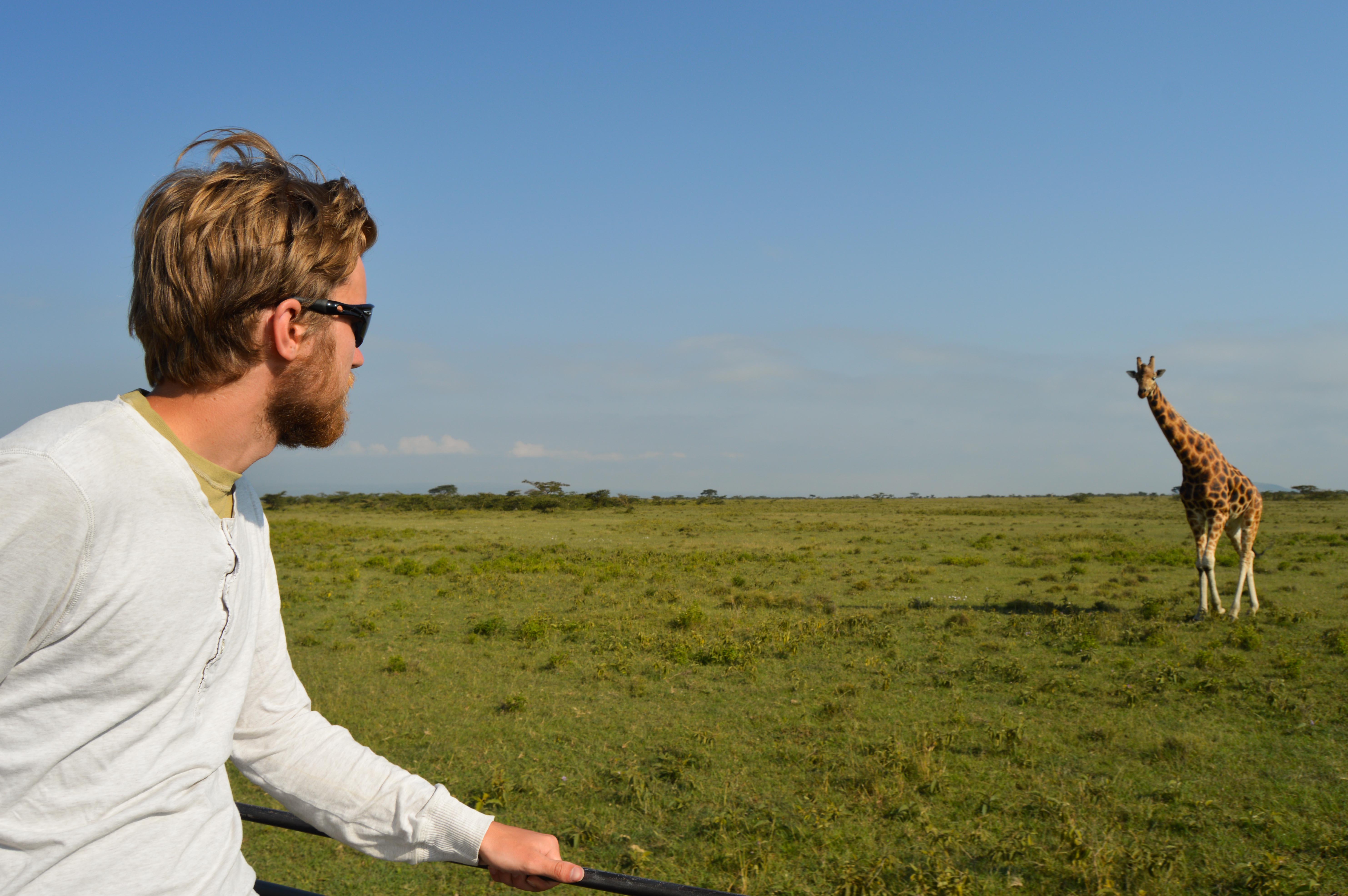 A volunteer spots a male giraffe whilst undergoing his wildlife conservation volunteer work in Kenya. A male Projects Abroad volunteer spots a male giraffe whilst out and taking part in his Wildlife conservation volunteer work in Kenya.